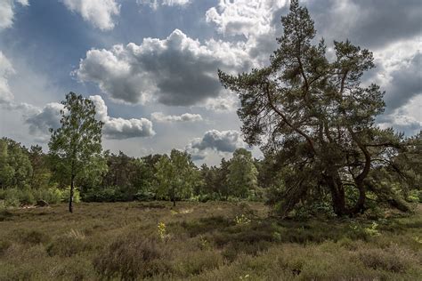 The 8 greatest forests in the Netherlands for a nature escape