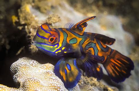 The Mandarin Goby: An Overview | Captive Bred Fish | AlgaeBarn