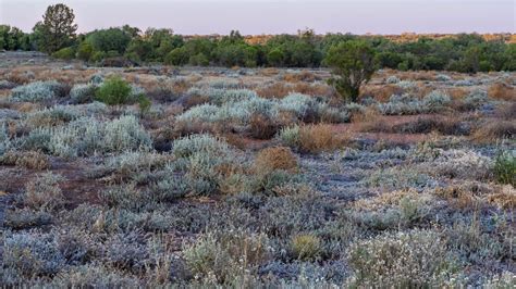 Exploring ephemeral arid plants of NSW | Australian Plants Society