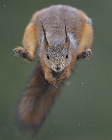 Jumping squirrel | Morten Smedsrud | Flickr