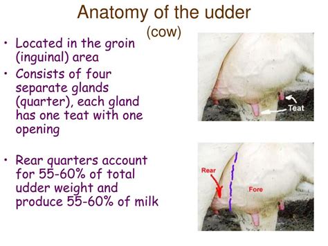 PPT - OBJECTIVE: Understanding the external and internal structure of ...