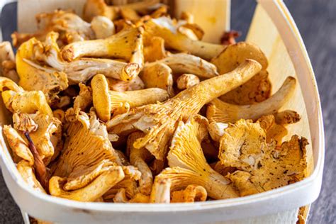 รูปภาพGirolles – เลือกดูภาพถ่ายสต็อก เวกเตอร์ และวิดีโอ835 | Adobe Stock