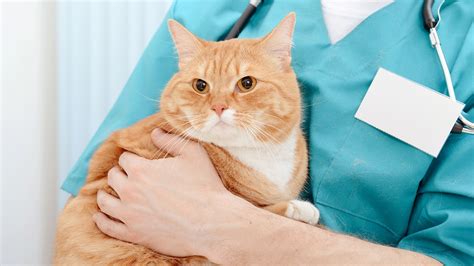 Cat Neuter Surgery From Start to Finish | BeChewy