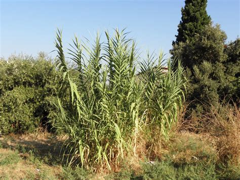 Arundo donax L. | Plants of the World Online | Kew Science