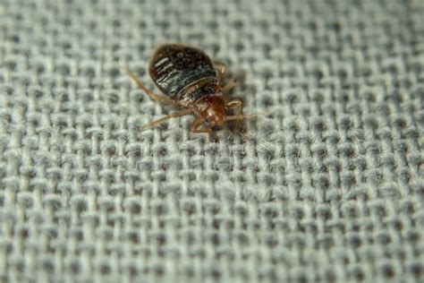 Can Bed Bugs Infest the Whole House? | Pest Wisdom