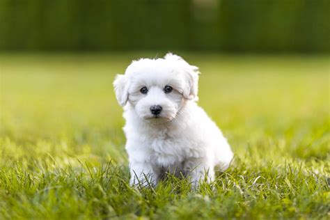 20 of the Cutest White Dog Breeds | Reader's Digest