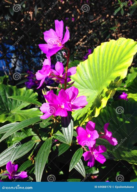 Violet bouquet stock photo. Image of bouquet, beautiful - 69088170