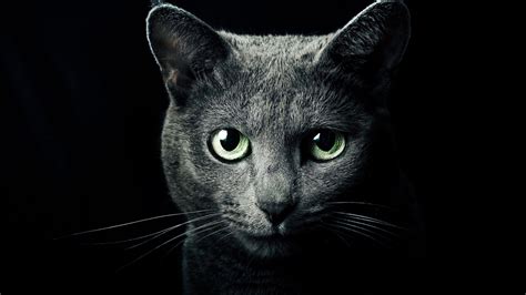 Russian Blue Cat Wallpapers - Top Free Russian Blue Cat Backgrounds ...