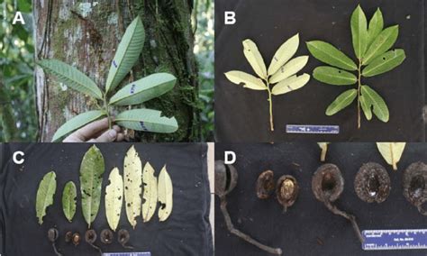 5 Virola pavonis: A) Bark, leaves, inflorescence, and greenish latex ...