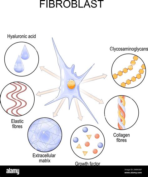 Fibroblast extracellular matrix Stock Vector Images - Alamy