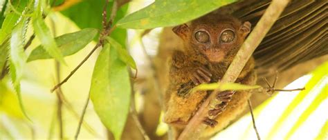 Why Avoid Loboc Tarsier Conservation Area in Bohol (PH)