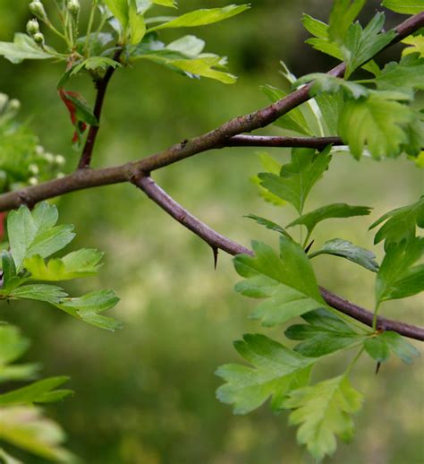 Tree Identification: Crataegus laevigata - English Hawthorn