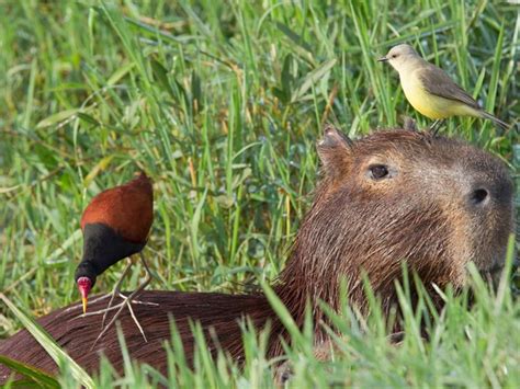 animalssittingoncapybaras | Capybara, Animals, Interesting animals