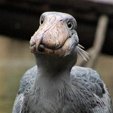 Probably the cutest shoebill you will ever see : r/ShoebillStorks