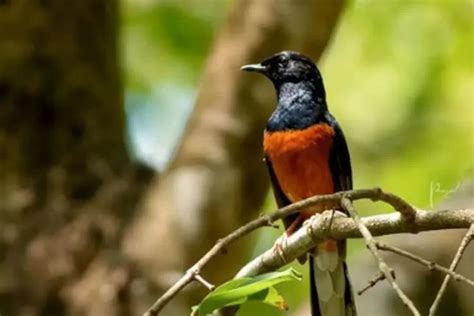 Lakukan 5 Langkah Ini, Burung Murai Batu Kurang Fighter dan Loyo ...