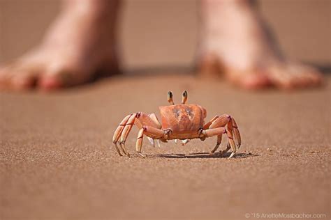 ghost crab anatomy - Google Search