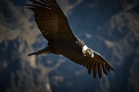 HD wallpaper: wildlife photography of flying vulture, condor, condor ...