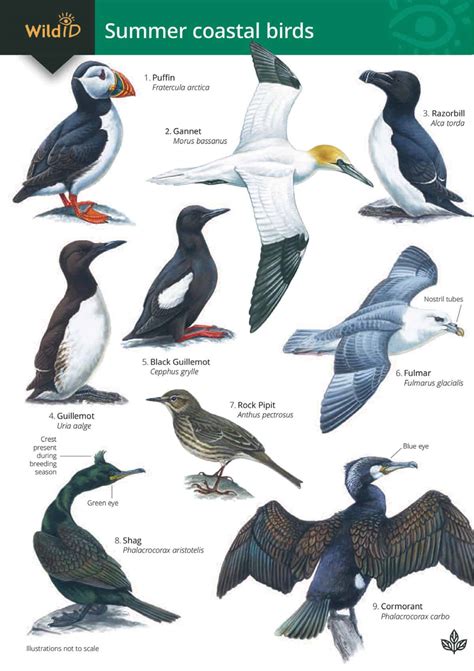 Summer coastal birds guide – Field Studies Council