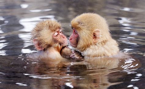 Japanese Macaques in Hot Springs - L'Idea Magazine