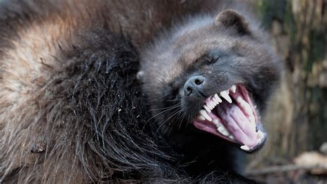 Are Wolverines dangerous ? Rare animal sighting in Yellowstone National ...