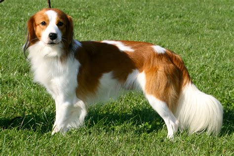 Is A Kooikerhondje A Good Family Dog