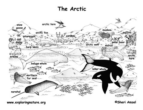 Arctic Habitat Coloring Page