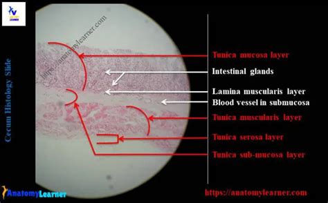 Cecum Histology Slide with Labeled Image and Diagram » AnatomyLearner ...