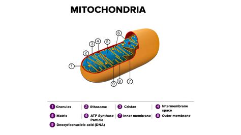 How are chloroplasts and mitochondria similar?