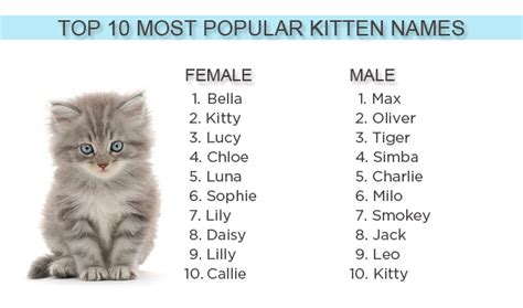 What Are the Most Popular Kitten Names of 2012?