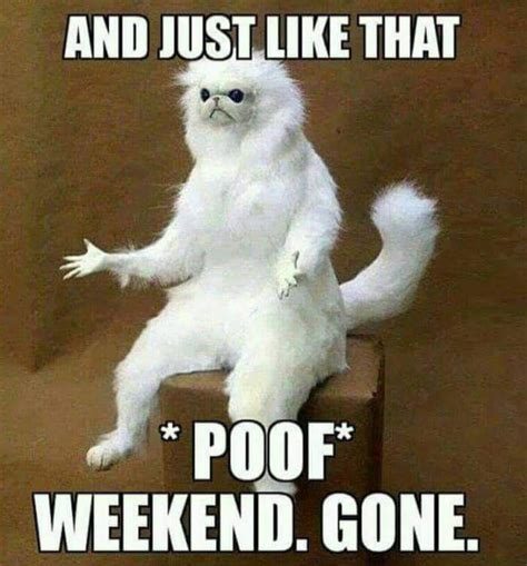 Monday-memes-stuffed-white-cat-poof-weekend-gone - Comics And Memes