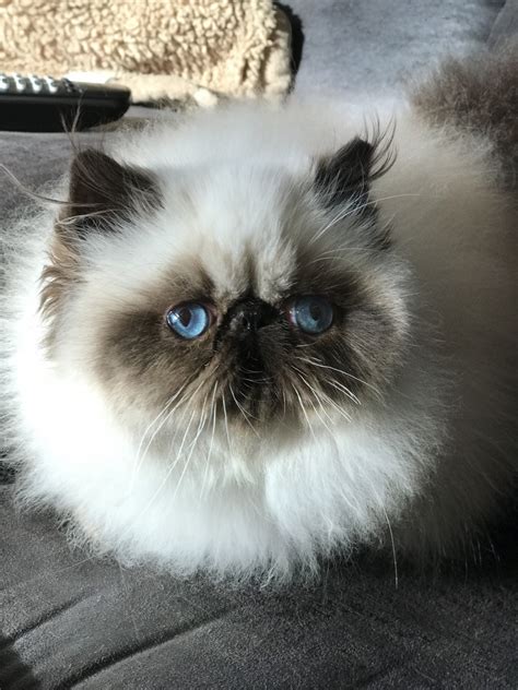 Himalayan Cats For Sale | Des Moines, IA #256113 | Petzlover