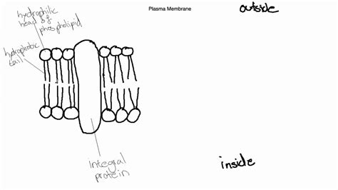 Cell Membrane Drawing