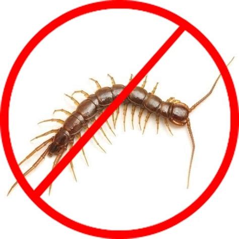 Centipede Control Service at best price in Chennai | ID: 9146579430