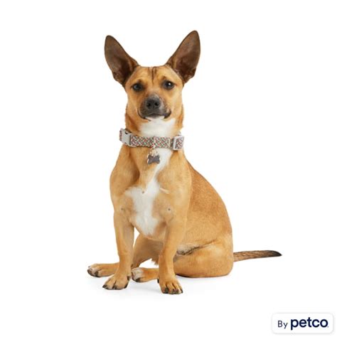 YOULY Multicolored Reflective Dog Collar, Small | Petco