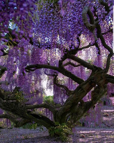 purple wisteria trees in Japan | Wisteria tree, Purple wisteria ...