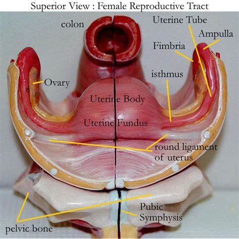 Pelvic Anatomy Uterus Ligaments