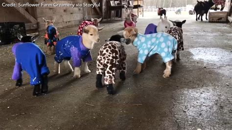 These baby goats dressed in custom pajamas will make your day - ABC7 ...