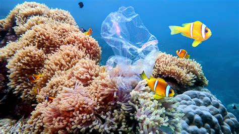 Coral reef plastic pollution increases with depth and near protected ...