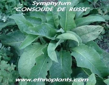 Comfrey,Symphytum Officinale Seeds - Buy Symphytum Officinale Seeds ...