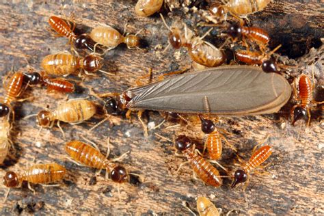 Winged Termites and Flying Ants - Know the Difference