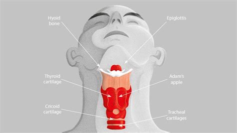 Adams Apple Diagram