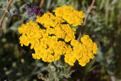 Achillea arabica Kotschy | Plants of the World Online | Kew Science