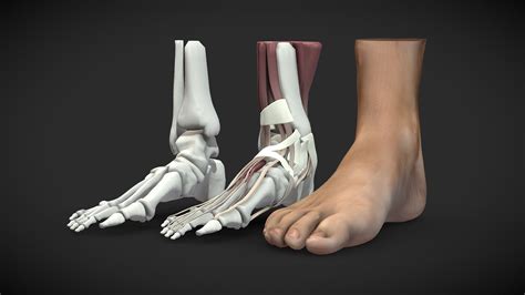 Feet 3D Anatomy - Buy Royalty Free 3D model by Iofry [cf3074f ...