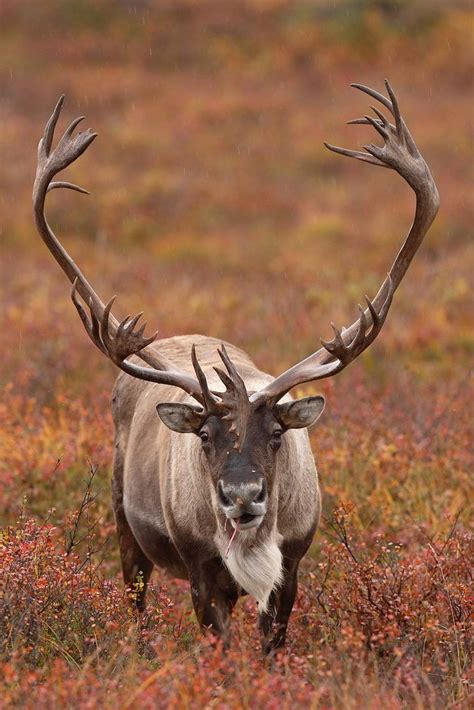 ˚Caribou by Impisi Beautiful Creatures, Animals Beautiful, Cute Animals ...