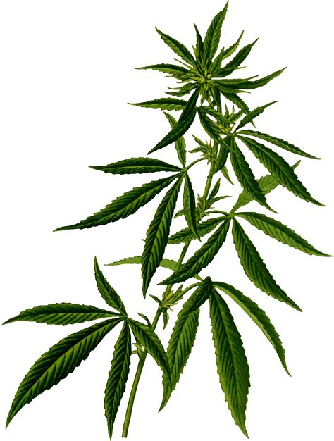 Weed Png Image Purepng Free Transparent Cc0 Png Image Library | Images ...