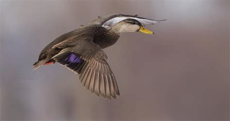 American Black Duck Identification, All About Birds, Cornell Lab of ...