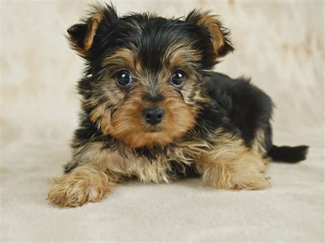 6 week old yorkie puppy care - Cari Croteau