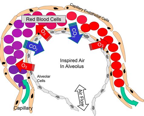 Alveoli And Capillaries Gas Exchange