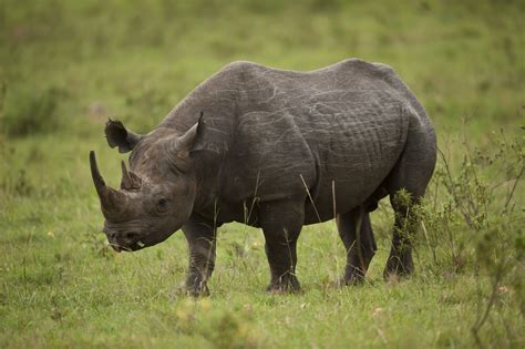 Rhinoceros - Facts and Beyond | Biology Dictionary