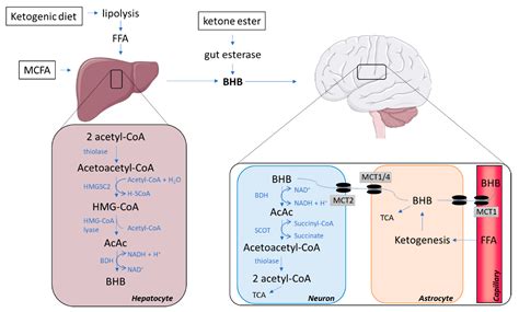 IJMS | Free Full-Text | Effects of Ketone Bodies on Brain Metabolism ...